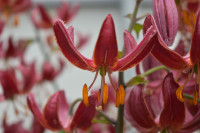 Claude Shride PÅ LAGER 